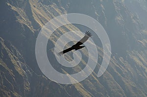 Condor in Colca canyon,Peru