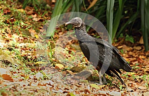 Condor Coragyps atratus photo