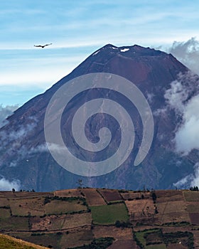 Condor de los Andes flying near a giant volcano photo
