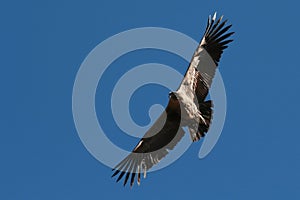 Condor flying photo