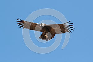 Condor flying 3