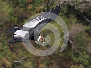 Condor Flying