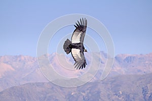 Condor flying above Colca canyon