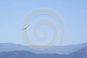 Condor flying against a blue sky in Argentina