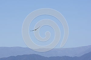 Condor flying against a blue sky