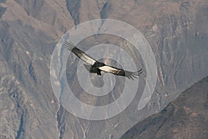 Condor flying through canyon photo