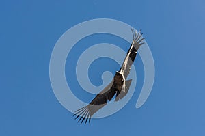 Condor flying over Colca Canyon, Peru