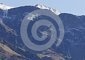 Condor Hovering over Colca Canyon