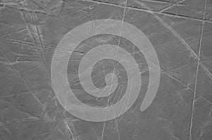 The Condor - Nasca Lines - Peru