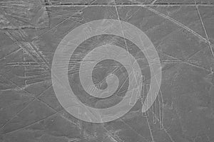 The Condor - Nasca Lines - Peru