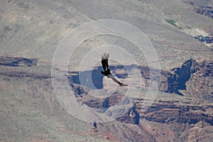Condor over Grand Canyon