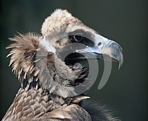 Condor Portrait