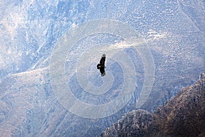 condor soaring above mountains