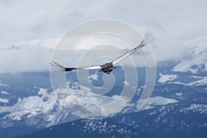 Condor soars over Bariloche, Argentina