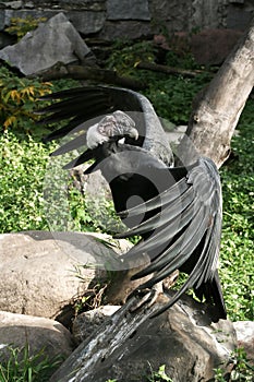 Condor on the stone. photo