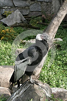 Condor on the stone.