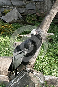 Condor on the stone. photo