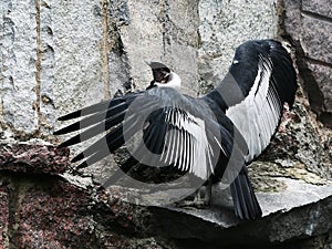 Condor on the stone. photo