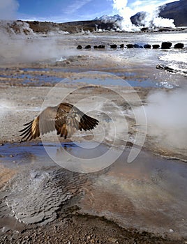 Condor in the Valley of Geysers, Atacama Desert, Chile photo