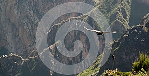 Condors above the Colca canyon at Condor Cross or Cruz Del Condor viewpoint, Chivay, Peru