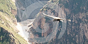 Condors above the Colca canyon at Condor Cross or Cruz Del Condor viewpoint, Chivay, Peru