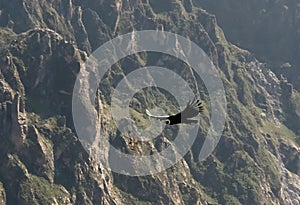 Condors above the Colca canyon at Condor Cross or Cruz Del Condor viewpoint, Chivay, Peru