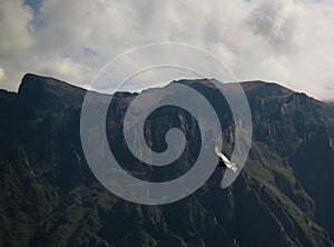 Condors above the Colca canyon at Condor Cross or Cruz Del Condor viewpoint, Chivay, Peru