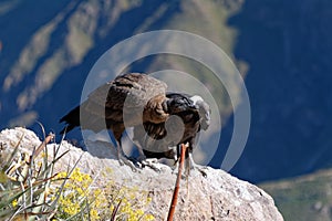 Condors in Colca Canyon, Peru