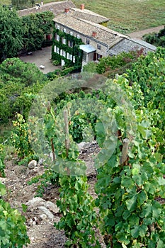 The Condrieu vineyards site