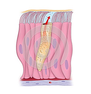 Pseudostratified columnar epithelium of nasal mucosa photo