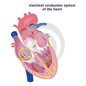 conduction system of the heart.