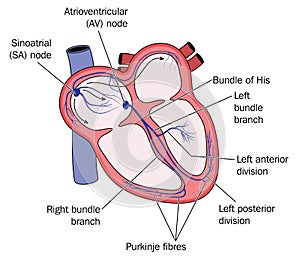 Conduction system of heart