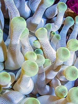 Condylactis gigantea, Giant Golden Anemone,