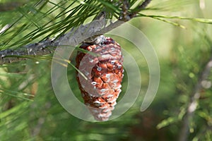Cone of an Aleppo pine