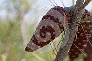 Cone of an Aleppo pine