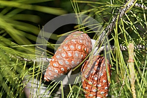 Cone of an Aleppo pine