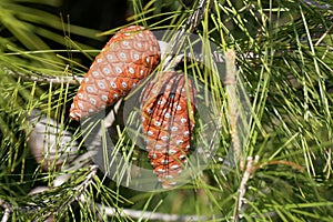 Cone of an Aleppo pine