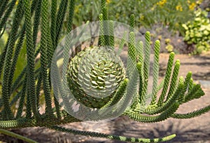 Cone of Araucaria heterophylla photo