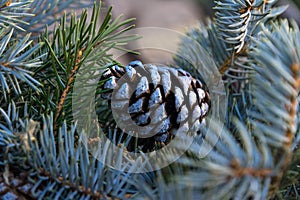 A cone on a branch of a blue Christmas tree