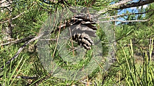 Cone on a branch of a pine on a background of dense forest