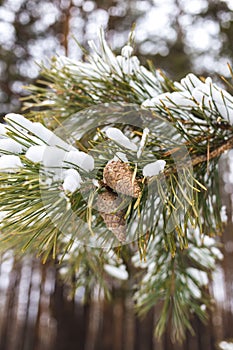 Cone on a branch in winter in a pine forest