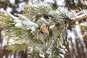 Cone on a branch in winter in a pine forest