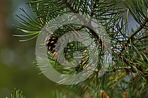 A cone on the branches of a young pine tree.