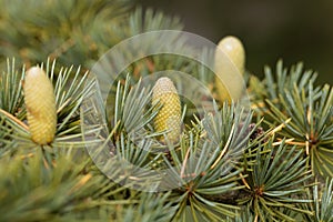 Cone of a Cedar Cedrus libani