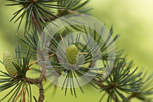 Cone of a Cedar Cedrus libani