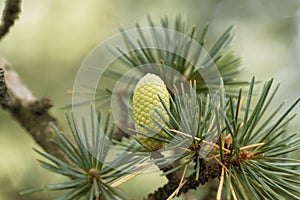 Cone of a Cedar Cedrus libani