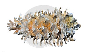 Cone of cedar pine 3