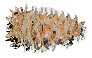 Cone of cedar pine 4