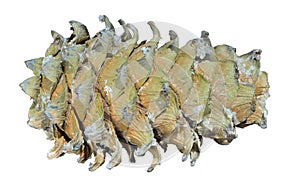 Cone of cedar pine 8