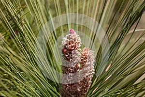 Cone cluster of a Canary island pine, Pinus canariensis